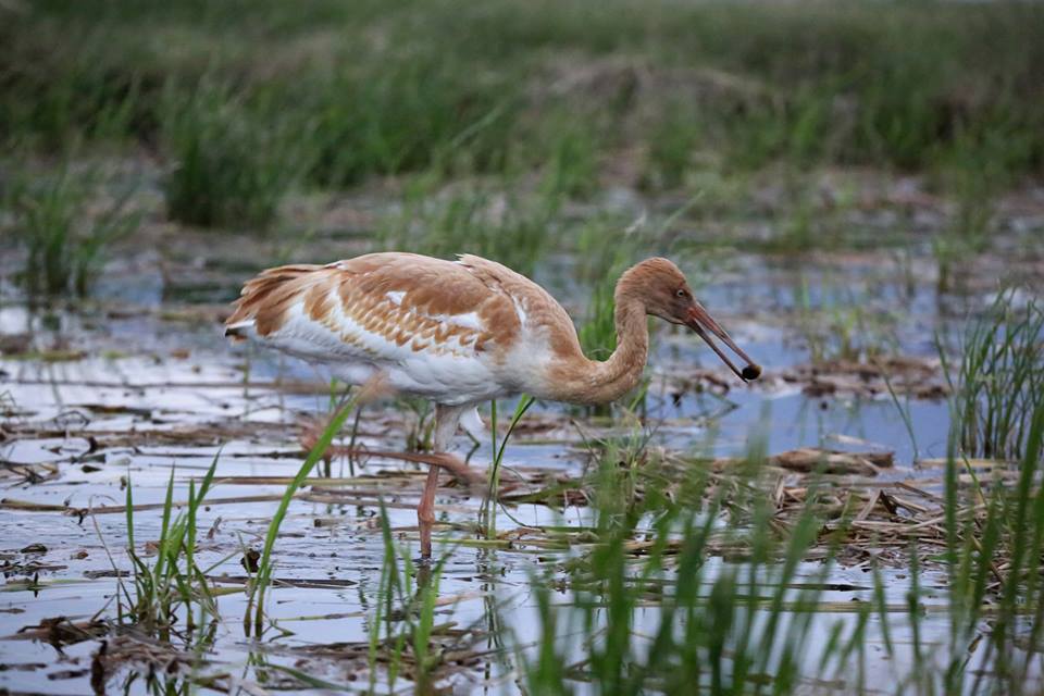 young siberian white crane living in taiwan